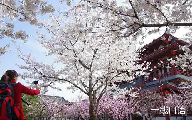 双语新闻：武大谴责樱花雨，樱花节变“樱花劫” (3).jpg